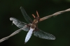 IMG_9856 Libellula depressa male